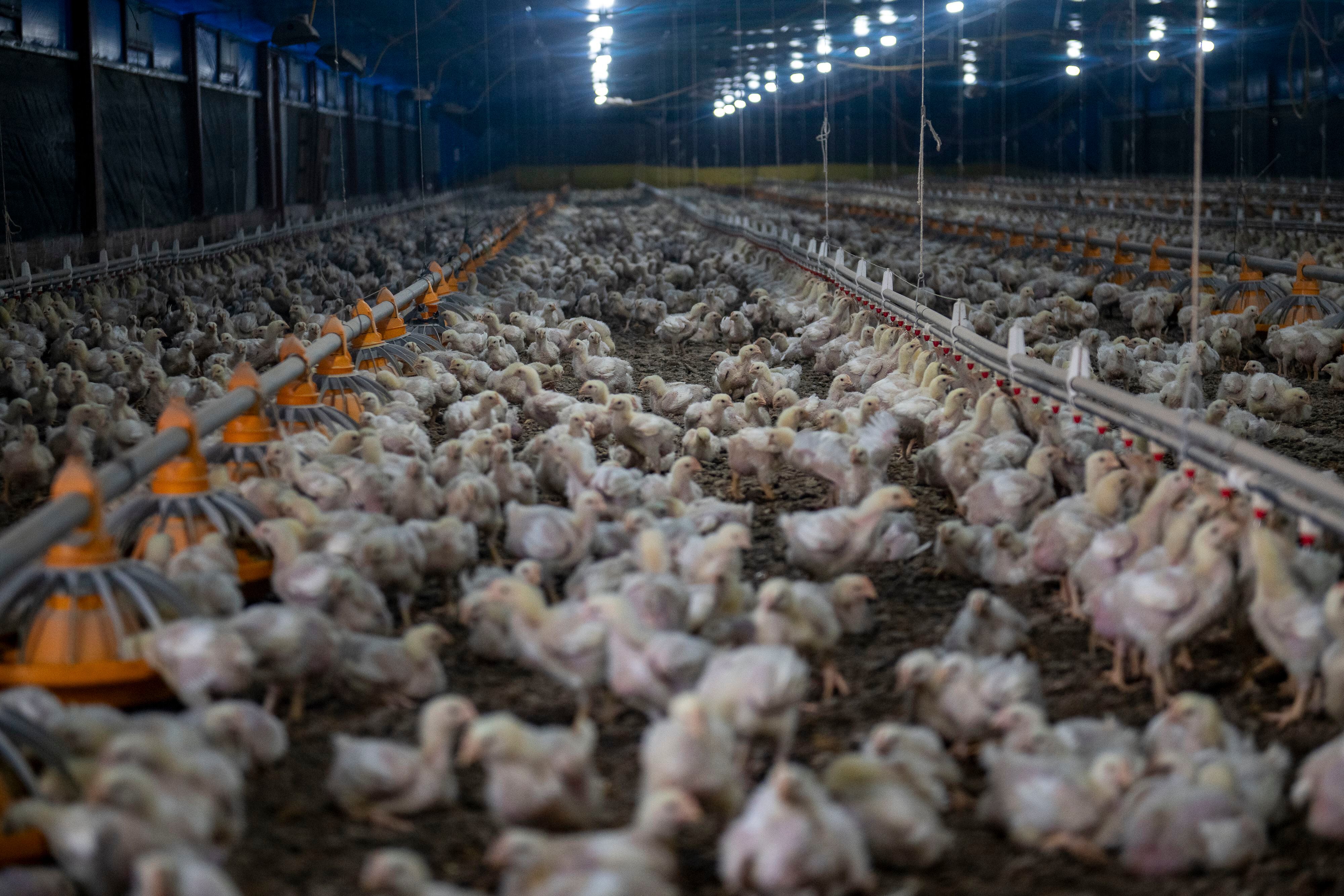 Cientos de pollos en un galpón en la granja Salomé, en Buenos Aires. 