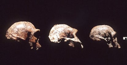 Cráneos del Homo ergaster, Austrolopitecus, y un Homo habilis.