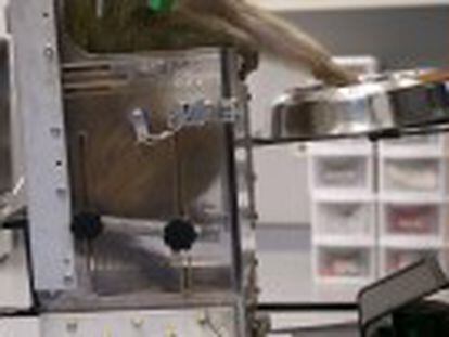 Un equipo de científicos logra colocar un mecanismo sin cables que conecta el cerebro de unos monos con una silla de ruedas robótica