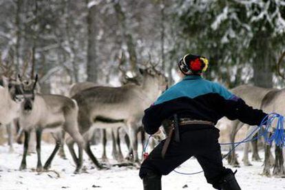 Un pastor de renos en la Laponia finlandesa.