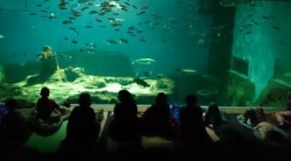 Participantes en la actividad 'Noche con tiburones', en el nuevo Acuario de Sevilla.