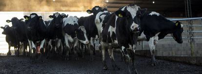 Vacas en una explotación en Ranchos (Buenos Aires).