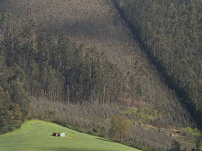 Repoblación de eucaliptos en los montes de Cedofeita (Lugo).