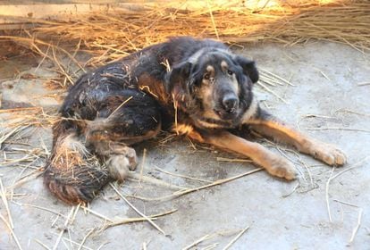 Granja de perros en Jining.