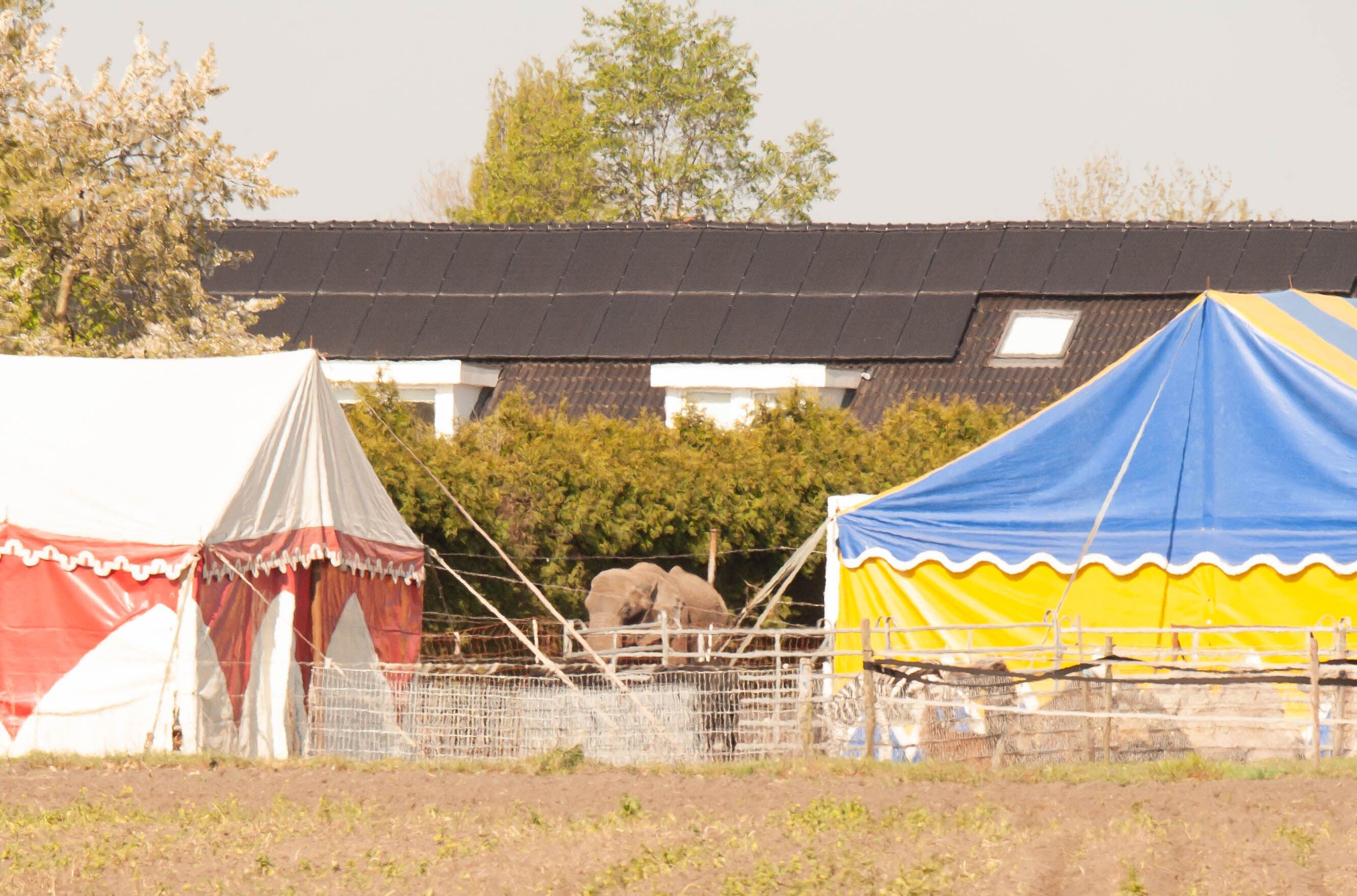 La elefanta, con viviendas al fondo, el circo neerlandés Freiwald.