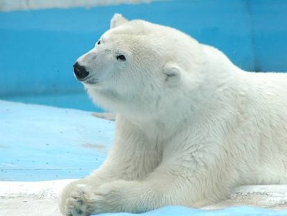 La osa polar Yupik, de 27 años, en el zoológico de Benito Juárez, en la ciudad mexicana de Morelia.