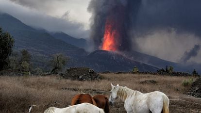 Unos caballos pastan no muy lejos del volcán Cumbrevieja, que lleva 24 días expulsando lava.