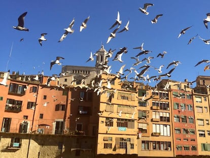 Gaviotas sobrevolando la ciudad de Girona.