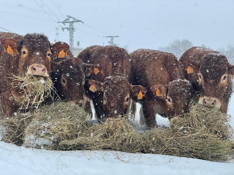 Unas vacas en Colmenar Viejo comiendo la paja que se pudo llevar hasta donde estaban