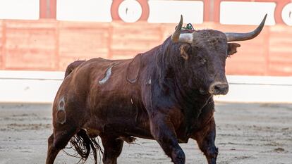 El cuarto novillo de la ganadería de Los Chospes.