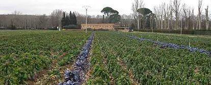 Campo de coles en El Rebollo, una de las huertas históricas de Aranjuez.