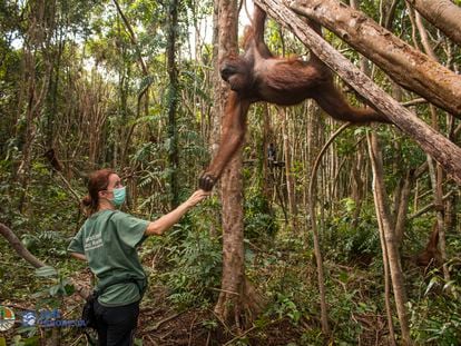 La primatóloga Karmele Llano con un orangután en el centro de recuperación de Kalimantan (Borneo).