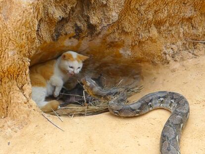 Imagen del supuesto rescate de un gato atacado por una serpiente en una imagen facilitada por la ONG World Animal Protection.
