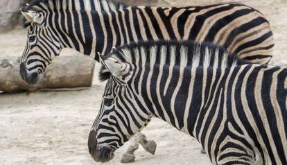 Dues zebres al zoo.