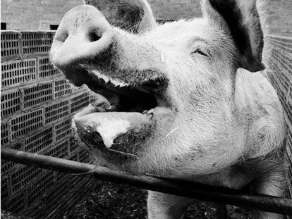 La fotograf&iacute;a de &ldquo;un cerdo feliz&rdquo; que tom&oacute; Colita en 1987 y que es una de sus favoritas. 