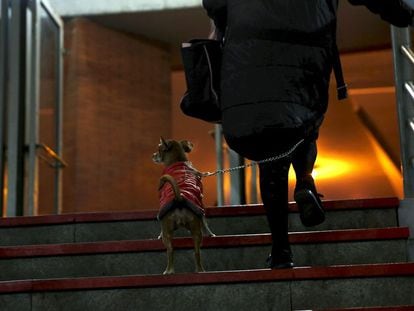 Una mujer pasea junto a su mascota por una calle de Madrid.