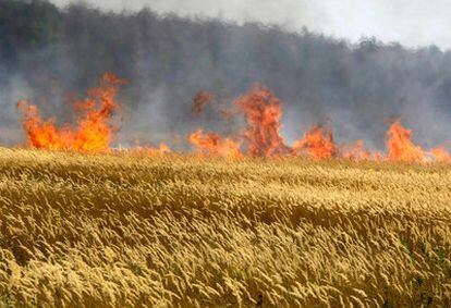 Fotografía del pasado 31 de julio en el que se ve un campo de trigo, en la localidad de Voronezh (500 kilómetros al sur de Moscú)  afectado por un incendio.