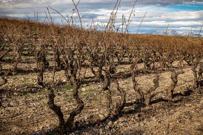 Un viñedo de Marqués de Murrieta.