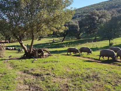 Una piara de cerdos en la sierra de Cádiz, en una imagen de la organización agraria Asaja.