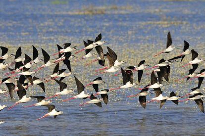 Decenas de cigüeñuelas sobrevuelan el Parque Nacional de Doñana.