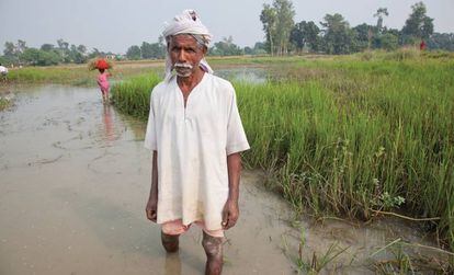Este agricultor cosecha 'súper arroz verde' y 'arroz esnórquel', dos variedades desarrolladas para resistir condiciones climáticas adversas.