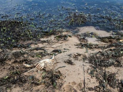 Especies muertas en la costa del Mar Menor, ayer en Puerto Bello de la Manga, cerca de Murcia.