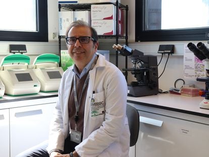 El investigador Manuel Tena-Sempere, en su laboratorio de la Universidad de Córdoba.
