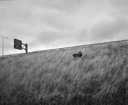 Deer on highway embankment, Buffalo.