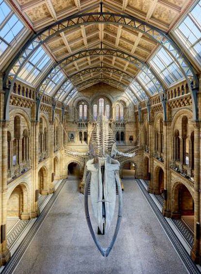 Esqueleto de ballena azul en el Hintze Hall del Museo de Historia Natural de Londres, ahora cerrado por la pandemia de la covid-19.