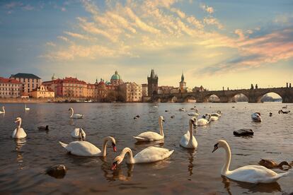 Una nueva ciudad en el centenario de Kafka. Praga es una de las ciudades europeas que más ha padecido la masificación del turismo que, en parte, arruina el encanto de la ciudad para quienes quieren experiencias más pausadas. Casi todos los puntos de interés clásicos de Praga –el Castillo, el Puente de Carlos, la Plaza de la Ciudad Vieja, el Reloj Astronómico y el Museo Judío– se concentran en una zona muy compacta del centro histórico. Pero en Praga hay mucho más. El confinamiento por la covid-19 dio a las autoridades la oportunidad de reiniciar un turismo que estaba desbocado. Para el 2024 han prometido apostar por el turismo slow, controlar las cifras y promover atracciones en barrios residenciales lejos del centro.
Una de las claves del nuevo modelo de turismo slow es animar a la gente a explorar las afueras, los sitios donde los residentes disfrutan de su ciudad. Como la ciudadela de Vyšehrad al sur de la ciudad, con 1000 años de antigüedad. O el frondoso barrio residencial de Vinohrady, lleno de interesantes cafés, bares de vinos, restaurantes y pubs y donde encontraremos pocos turistas. Se pueden degustar vinos locales al aire libre en Grebovka, en el parque Havličkovy, y al norte de la ciudad, al otro lado del río Moldava, descubrir Holešovice, el barrio artístico emergente de la ciudad. Presidido por la soberbia colección de la National Gallery en el Trade Fair Palace y el novísimo DOX Centre for Contemporary Art, la zona ha vivido una eclosión de galerías de arte y originales boutiques.
Además, en 2024 se cumple el centenario de la muerte de Franz Kafka, nacido en Praga en 1883. Varias instituciones y museos, incluido el Museo Judío de Praga y el DOX, organizarán exposiciones para conmemorar la muerte del autor. Otro foco importante será el Museo Franz Kafka en Mala Strana.