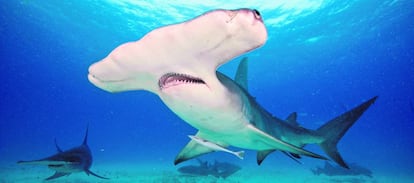 Tiburón martillo gigante.