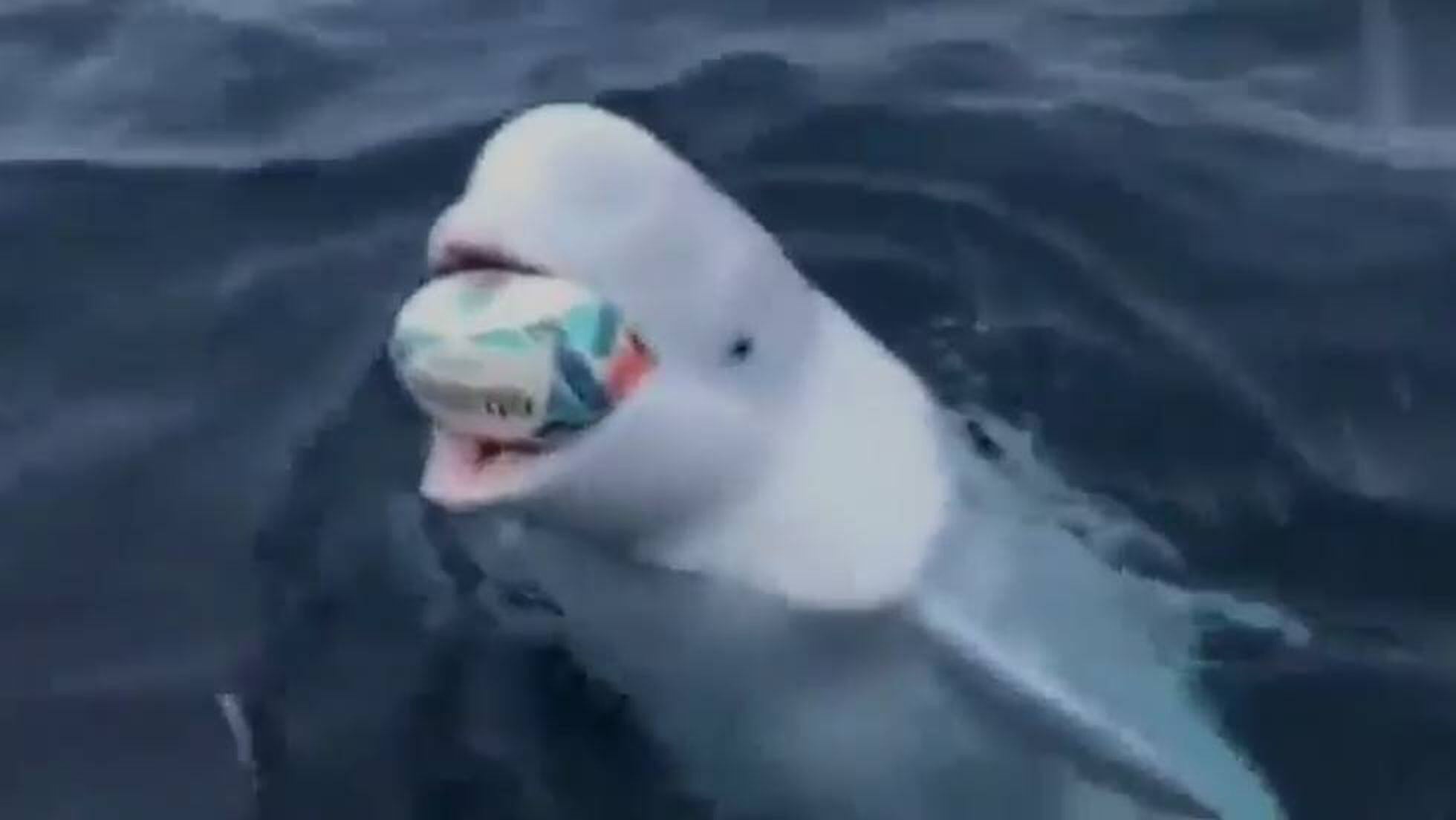 Una Ballena Beluga Juega Al Rugby Con Un Marinero En Mitad Del Oceano Videos El Pais