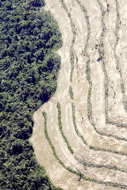 A deforested area in the Amazon.