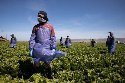Trabajadores del campo en su jornada en Greenfield
