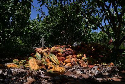 Los productores de cacao reciben alrededor de 200 dólares mensuales por su producto, casi equivalentes al salario mínimo.  