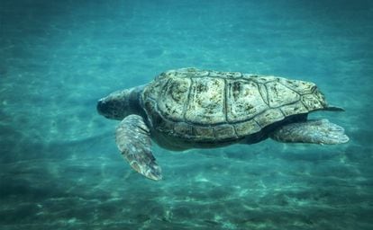 Una de las tortugas boba del Oceanogràfic de Valencia.