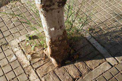 Alcorque tapado que estrangula el árbol, en el número 31 de la Avenida 28 de Febrero de Sevilla.