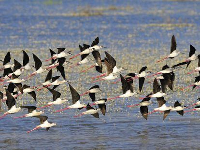 Aves en las marismas del Parque Nacional de Doñana, en Huelva.