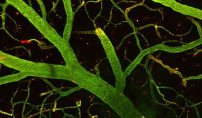 Detalle de cerebro de ratón. En verde, capilares que forman parte de la barrera hematoencefálica y, en rojo, las moléculas que unidas a la lanzadera del IRB Barcelona han conseguido traspasar la barrera y llegar al cerebro.