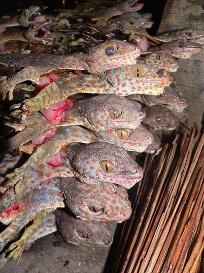 Gecko tokay ('Gekko gecko').