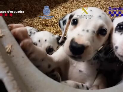 Una red de tráfico de animales movió miles de perros y gatos enfermos y sin controles sanitarios durante ocho años