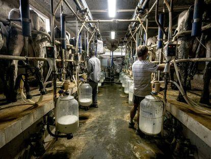 Ala de ordeño de una granja de producción de leche ecológica en Girona.