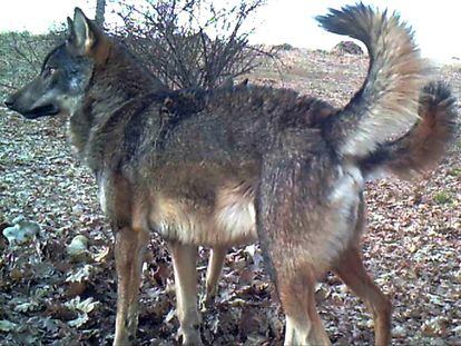 Una loba de la población de Madrid.