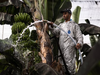 Elwali Bocharga limpia las hojas y los plátanos de la plantación en la que trabaja, en la isla de La Palma.