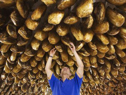 Un hombre observa el grado de curación de unos jamones