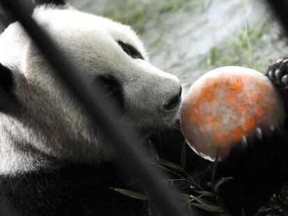 Los pandas del zoo de Shanghái tienen su propio hogar climatizado y, para combatir el calor, se le proporcionan polos de zanahorias.