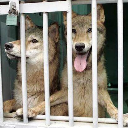 <i>Snuwolf</i> y <i>Snuwolffy,</i> dos lobas clonadas en Seúl (Corea del Sur).