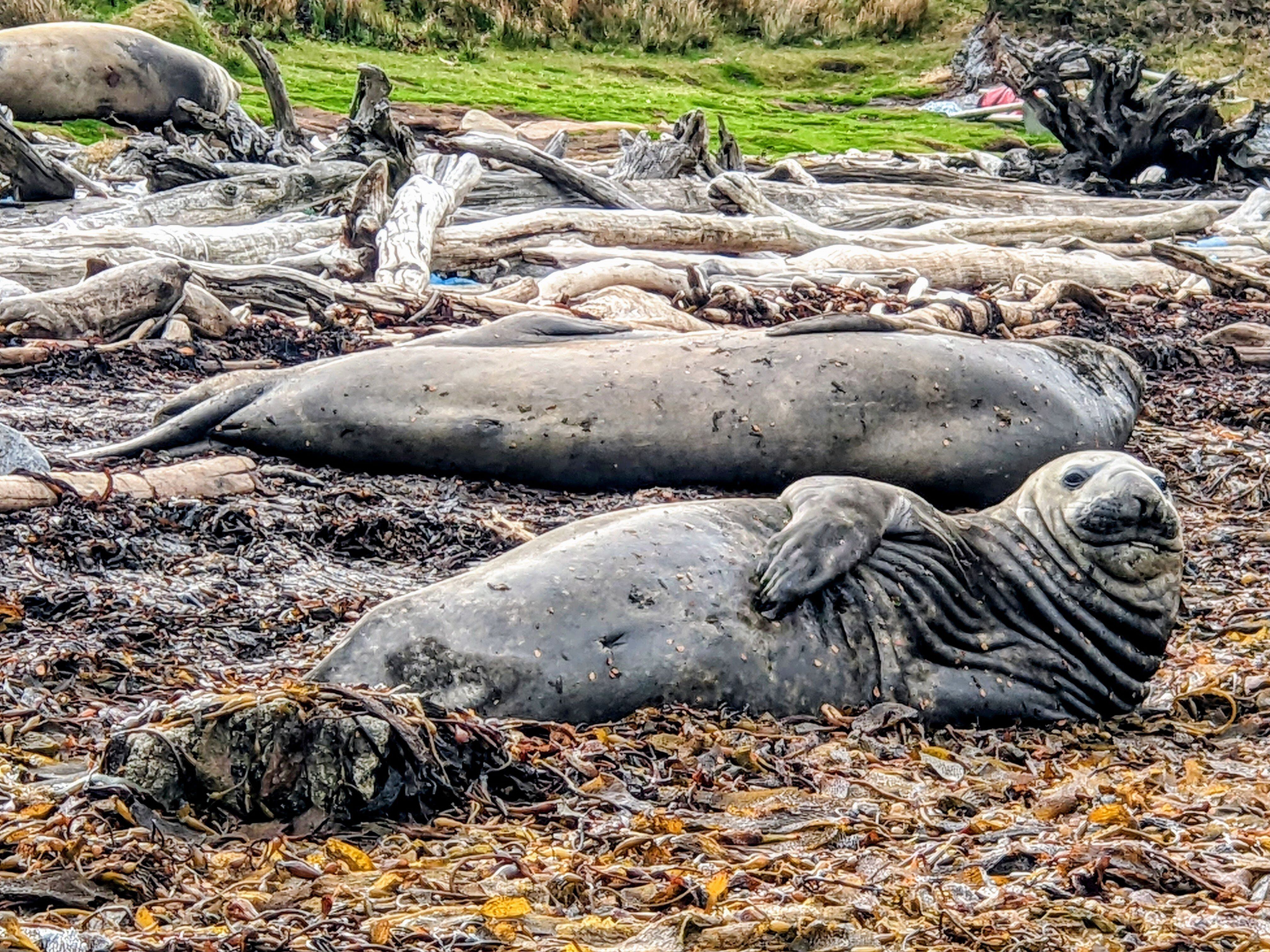 Entre las focas marinas los machos pueden llegar a medir hasta cinco metros, mucho más grandes que las hembras. 