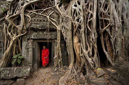 Un monje atraviesa la entrada del templo de Ta Prohm, en Angkor Wat, Camboya, donde se puede observar la naturaleza descontrolada de las raíces que lo envuelven.