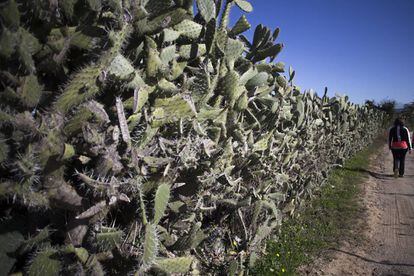 Un muro formado por chumberas en una finca de la localidad sevillana de Bollullos de la Mitaci&oacute;n.